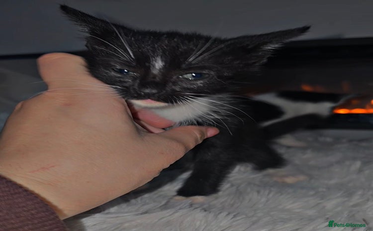 Mixed Breed cats - Advert 11