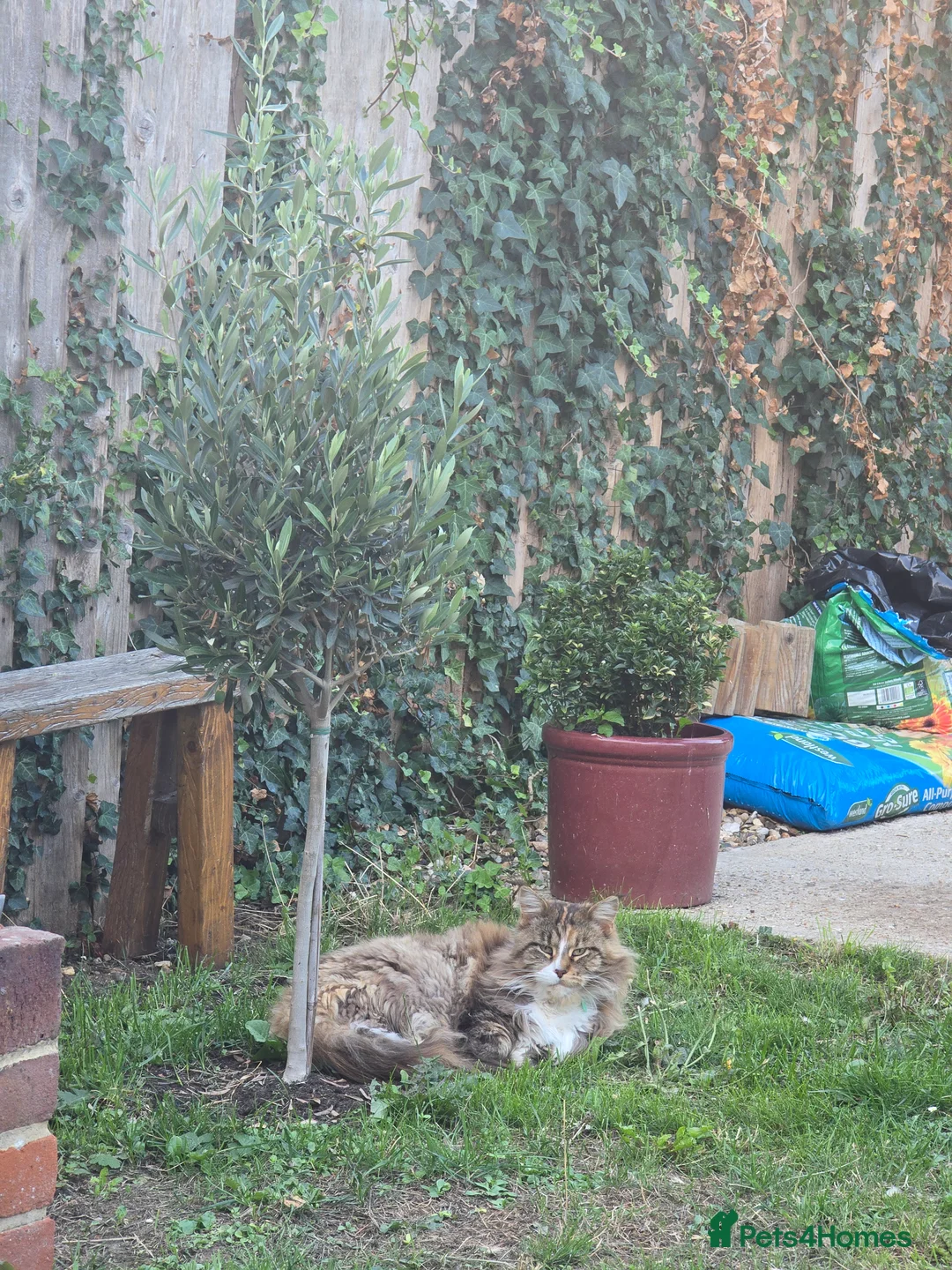 Mixed Breed cats for sale: Sisters looking for a new family home <3 - Advert 13