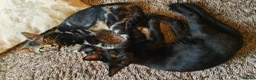 Bengal cats for sale: Bengal cross kittens  - Advert 4