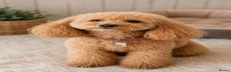 Toy Poodle dogs for sale: Stunning health tested toy poodle puppies  - Advert 14