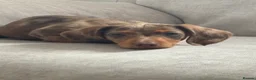 Dachshund dogs for sale: Female dachshund 1 year - Advert 5