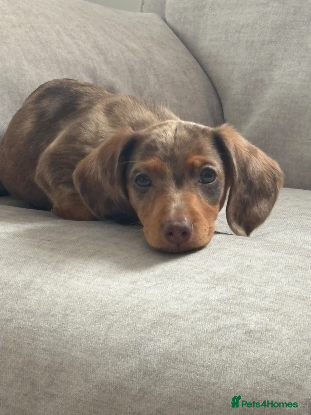 Dachshund dogs for sale: Female dachshund 1 year - Advert 5