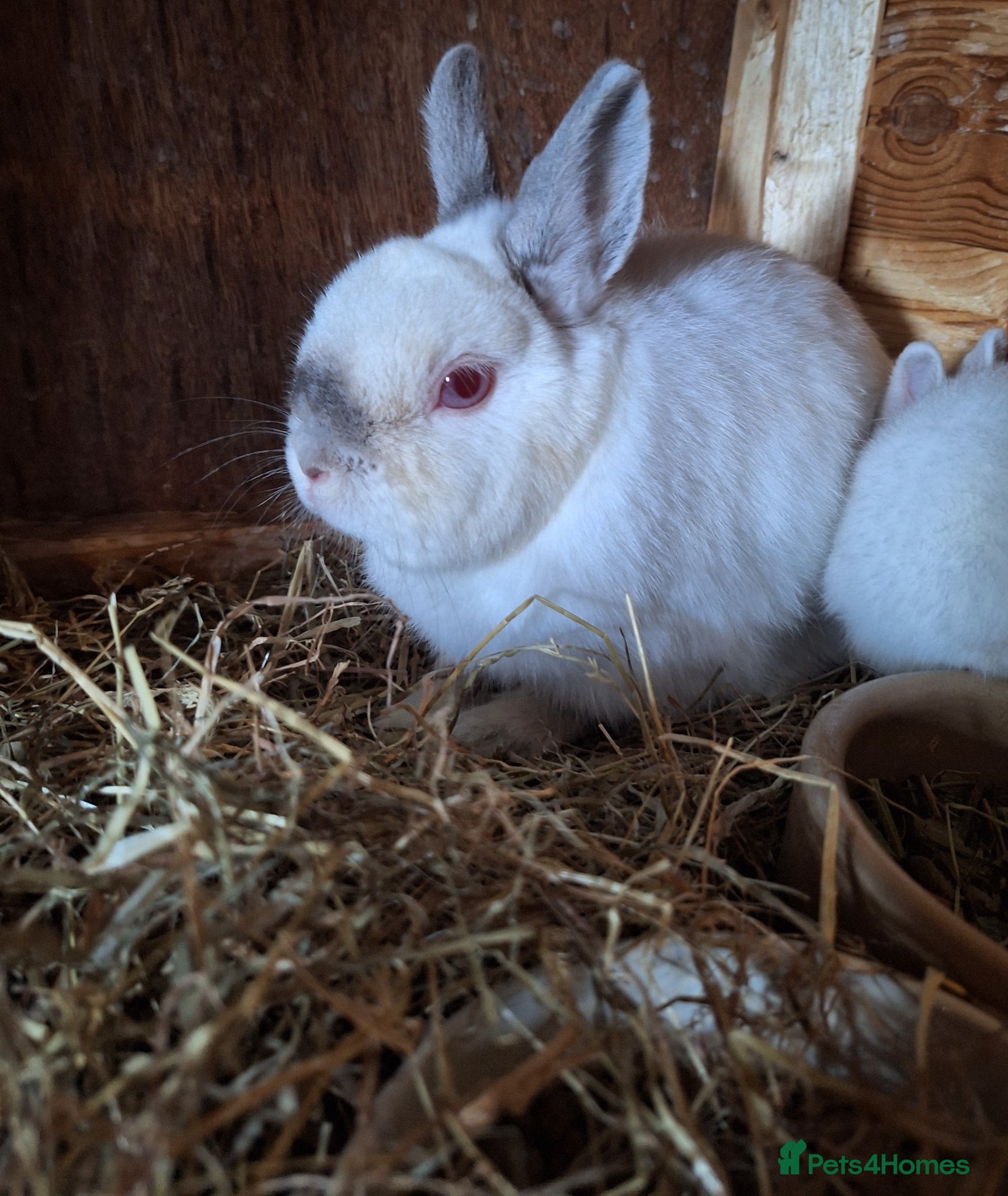 Netherland Dwarf rabbits Beautiful Netherland dwarf rabbit  - Advert 2