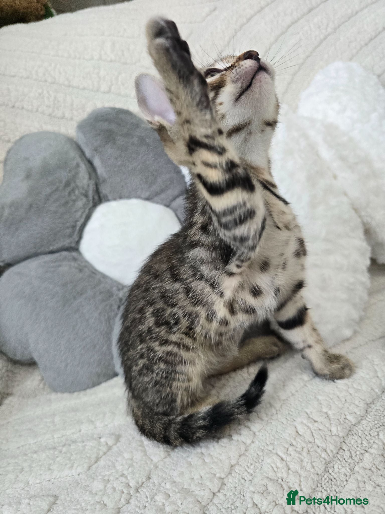Bengal cats Bengal cross kittens - Advert 2