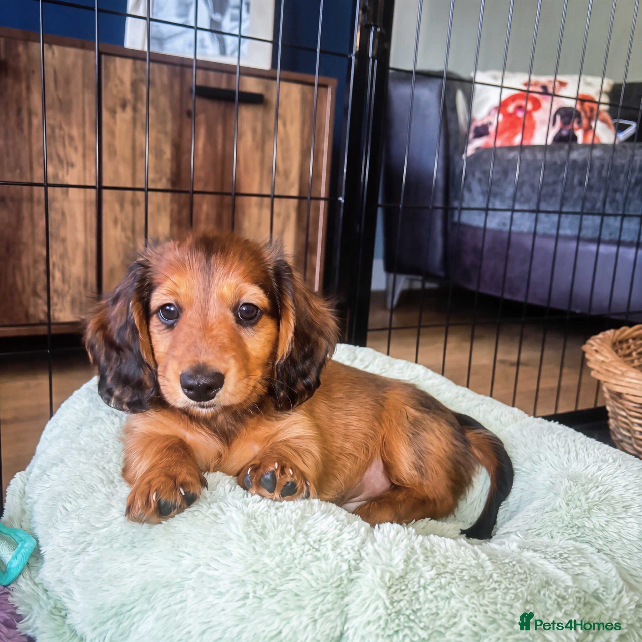Miniature Dachshund dogs Stunning Long-Haired Miniature Dachshund Boys - Advert 5