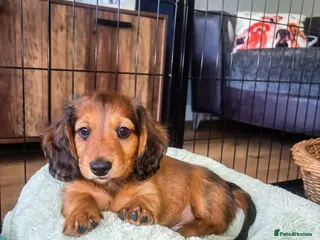 Miniature Dachshund dogs Stunning Long-Haired Miniature Dachshund Boys - Advert 5