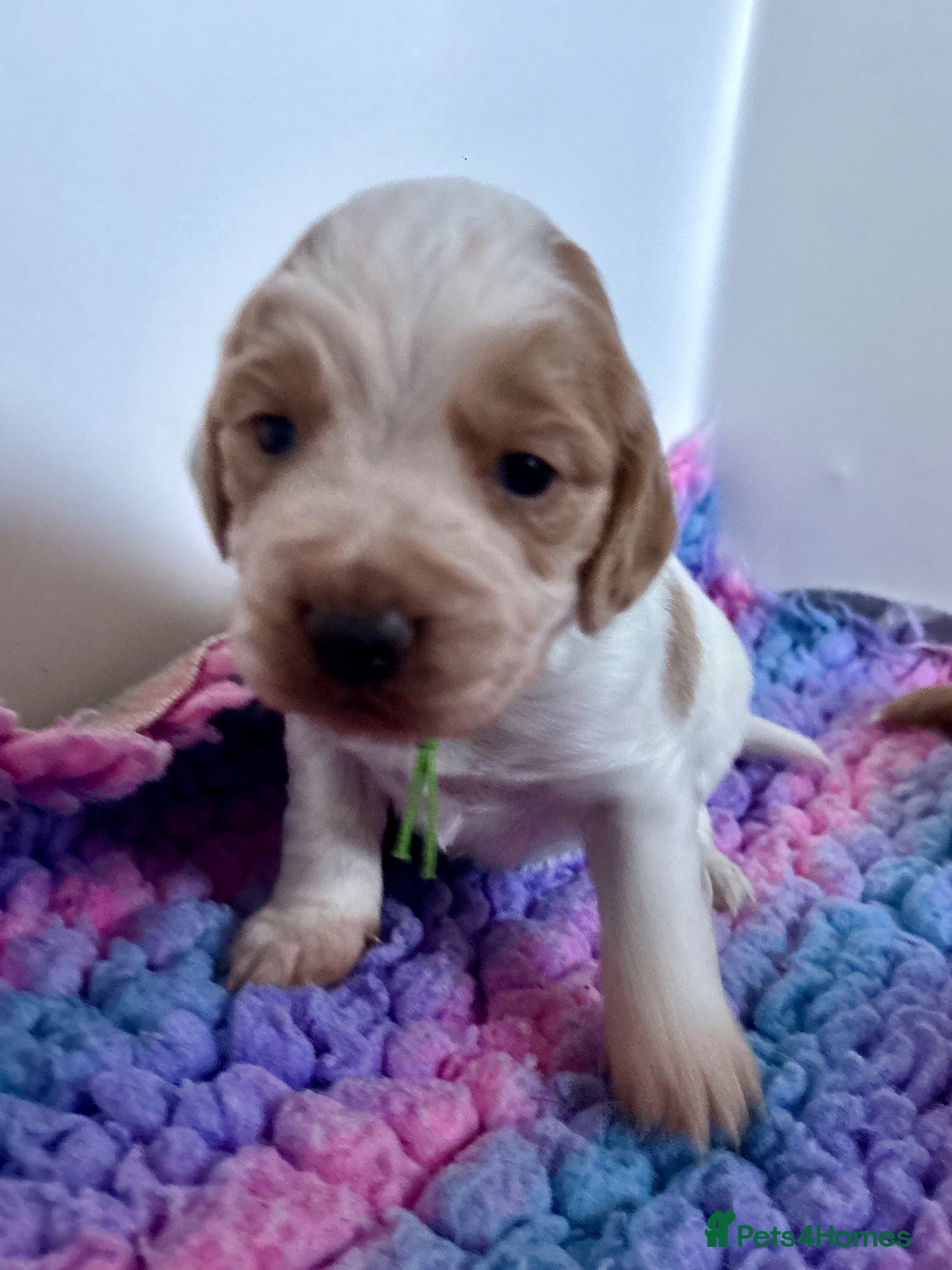 Cocker Spaniel dogs KC working cocker pups 5⭐️licensed. Only boys left - Advert 1