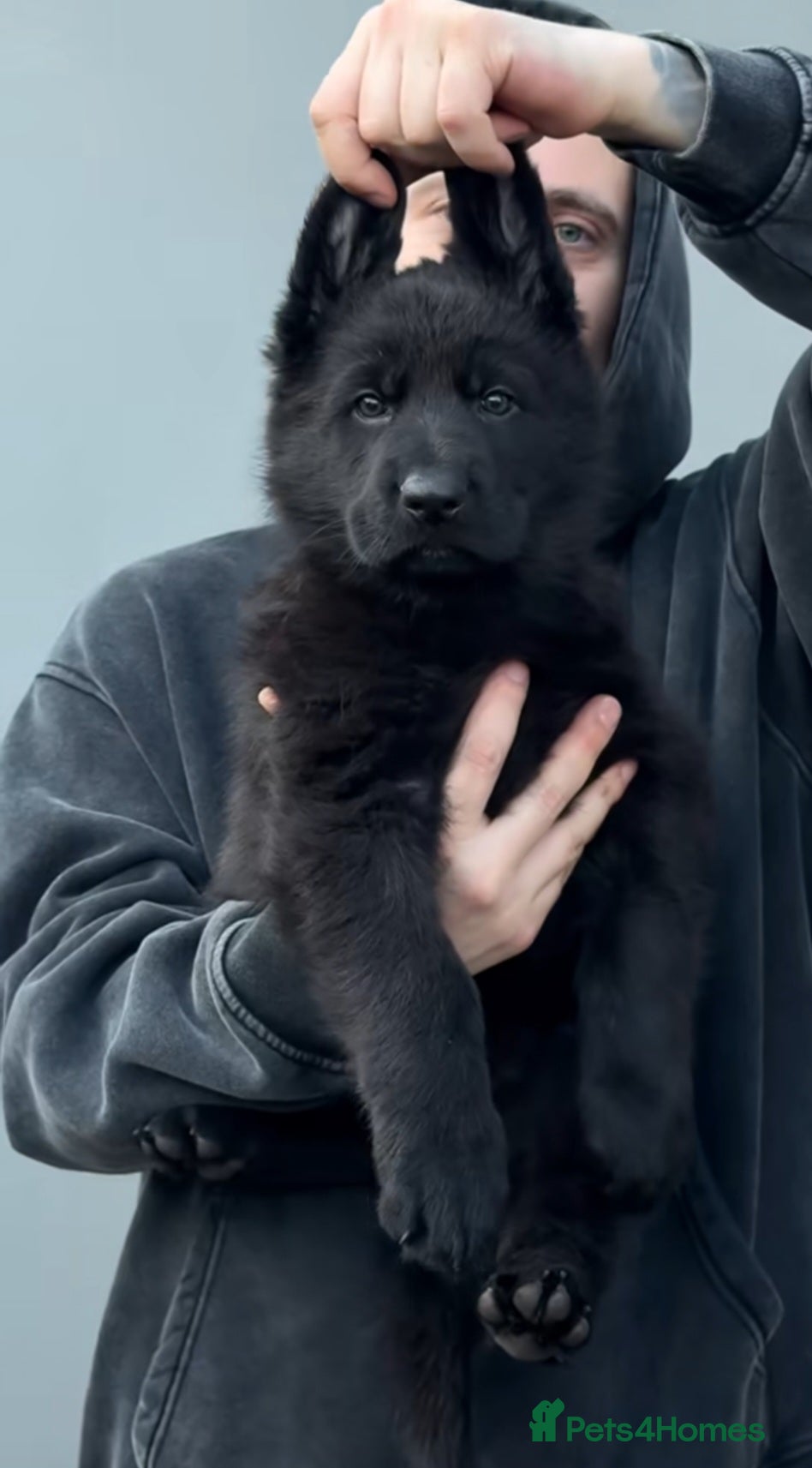 German Shepherd dogs High Quality Straight back KC registerd GSD pups - Advert 15