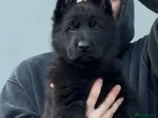 German Shepherd dogs High Quality Straight back KC registerd GSD pups - Advert 15
