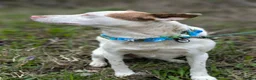 Mixed Breed dogs for adoption: ❤️🐶 PEPPA– SHE LIGHTS UP EVERY COMPANY in Burton-on-Trent - Advert 21