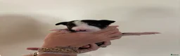 English Bull Terrier dogs for sale: Ready to leave now  - Advert 25