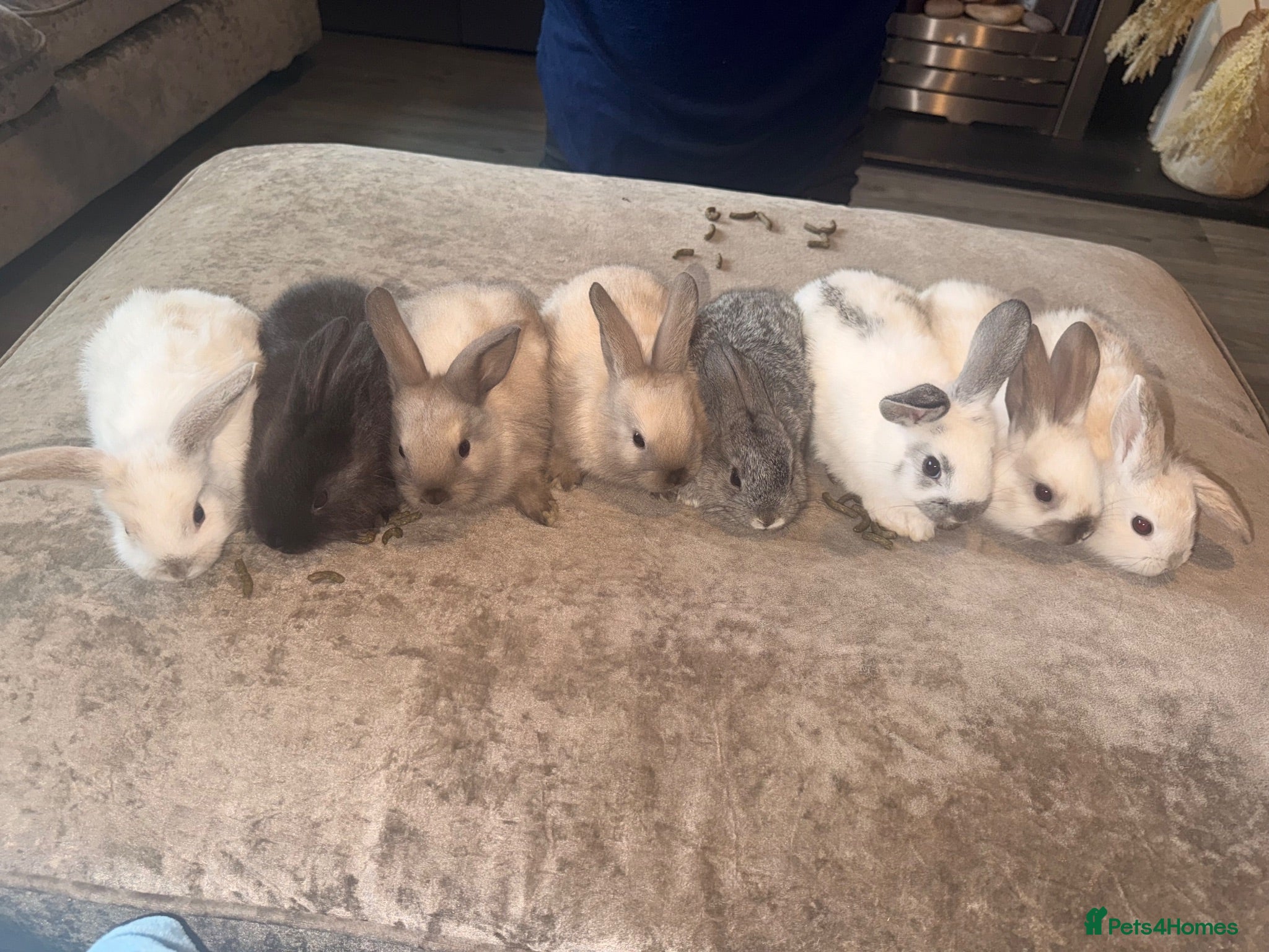 Mini Lop rabbits Pure breed Mini lops - Advert 3