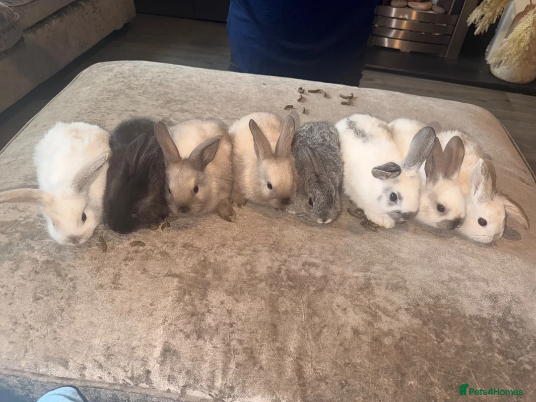 Mini Lop rabbits for sale: Pure breed Mini lops - Advert 1