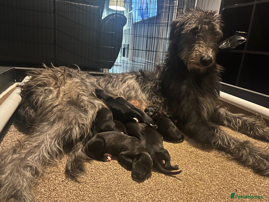 Deerhound dogs for sale: Deerhound bitches  - Image 6