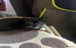 Mixed Breed cats for sale: READY NOW FOR THERE FOREVER HOMES - Image 15
