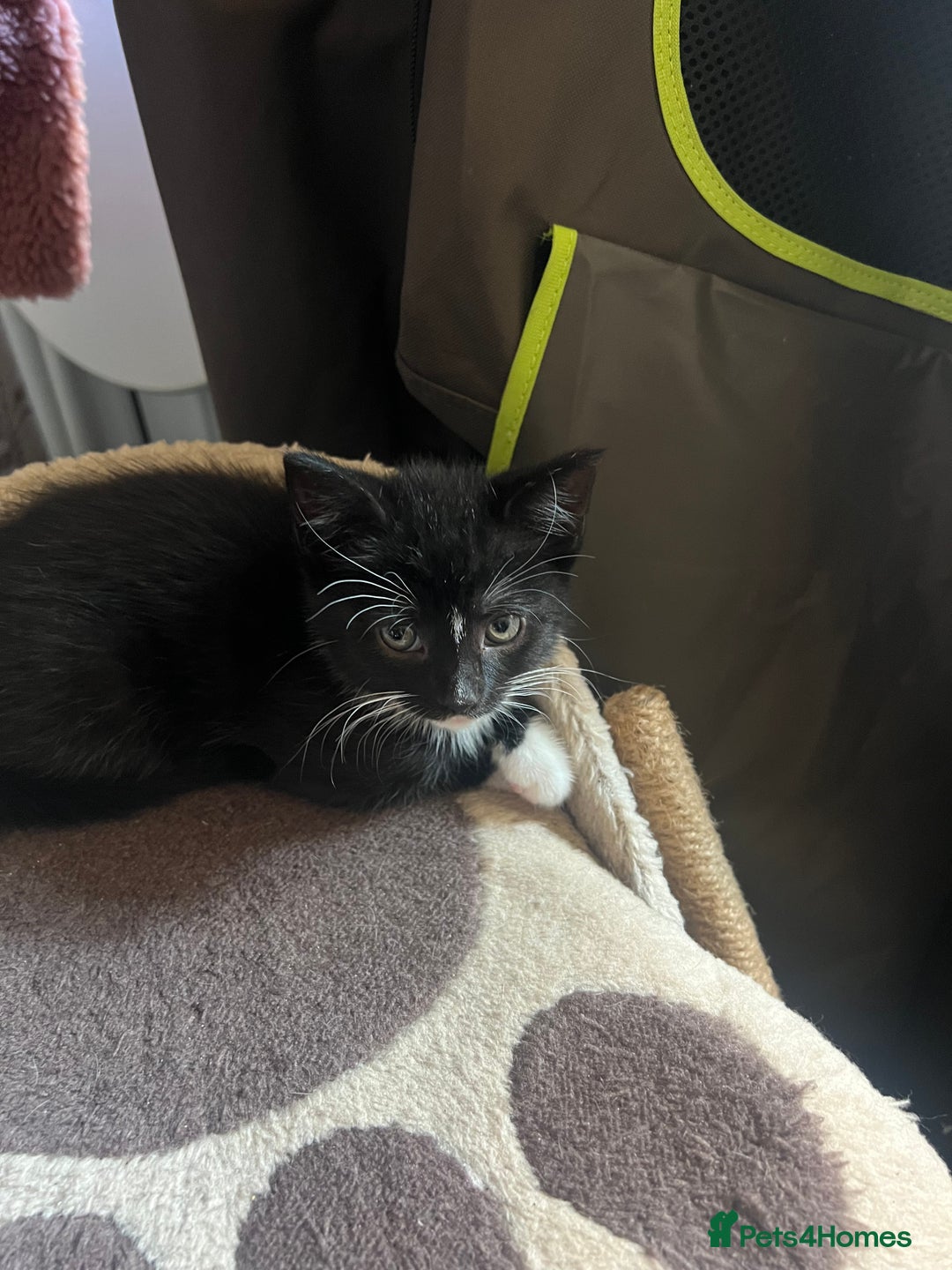 Mixed Breed cats for sale: READY NOW FOR THERE FOREVER HOMES - Image 15