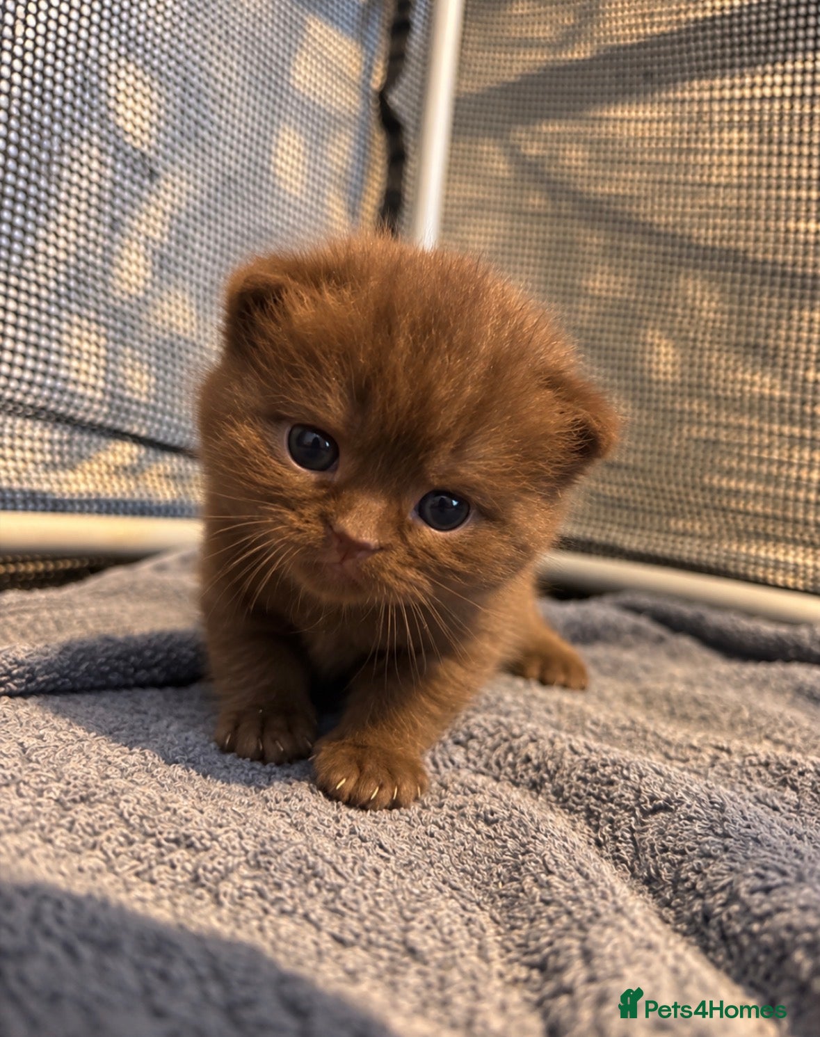 British Shorthair cats 🍫Beautiful Chocolate British Shorthair Kittens🍫 - Advert 2