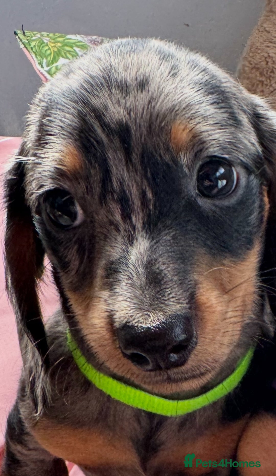 Miniature Dachshund dogs for sale: ✨ Adorabla Mini Kc PRA clear ready now  ✨✨ - Image 14