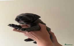Staffordshire Bull Terrier dogs for sale: Blue Staffordshire bull terriers - Image 10