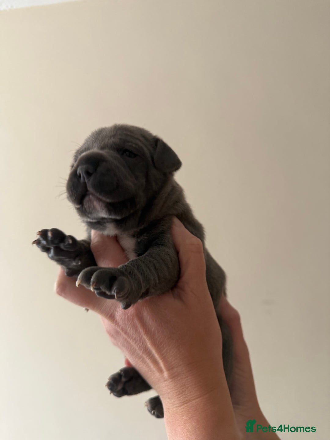 Staffordshire Bull Terrier dogs for sale: Blue Staffordshire bull terriers - Image 10