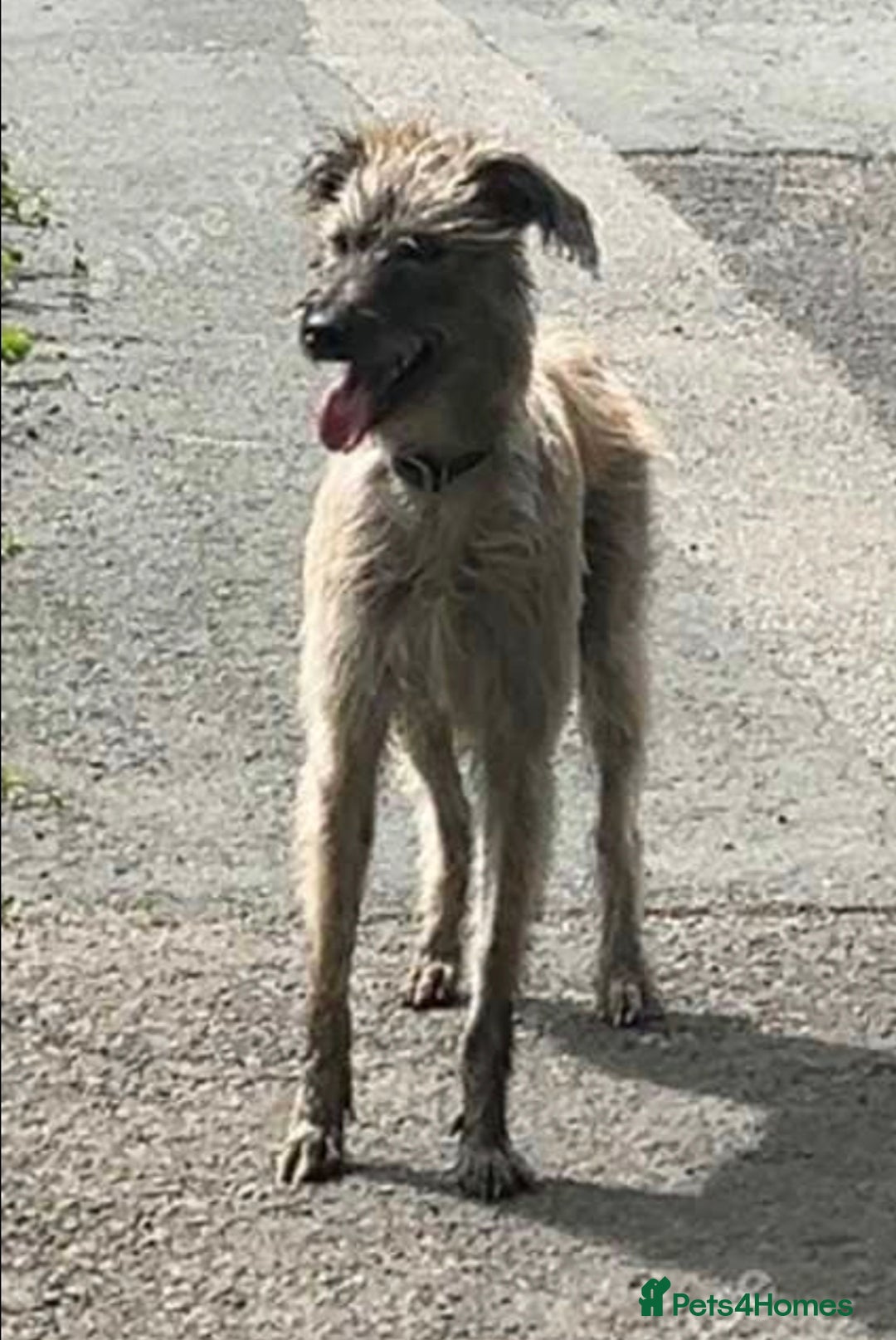Lurcher dogs for sale: New home needed - Advert 1