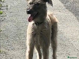 Lurcher dogs New home needed - Advert 1