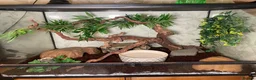Python Snake reptiles for sale: firebelly x banana albino royal python - Advert 2