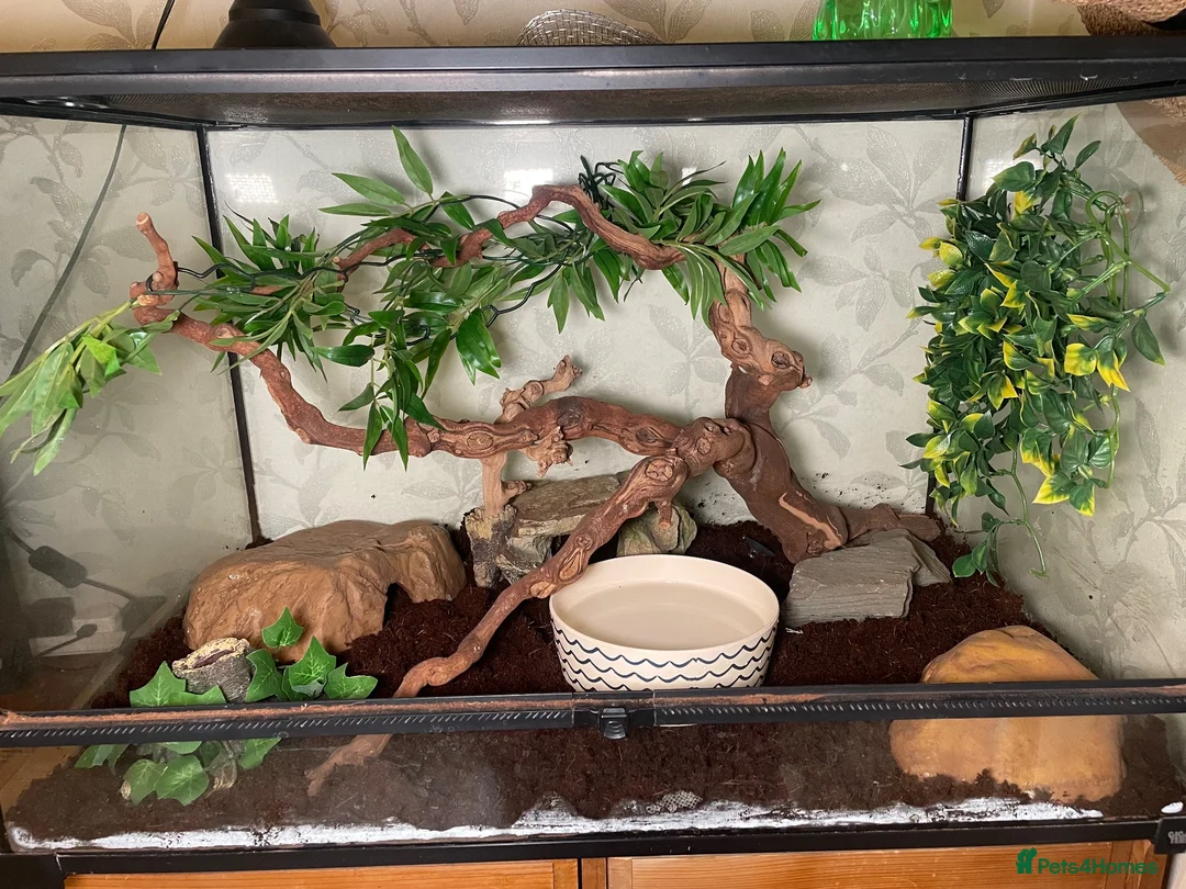 Python Snake reptiles for sale: firebelly x banana albino royal python - Advert 2