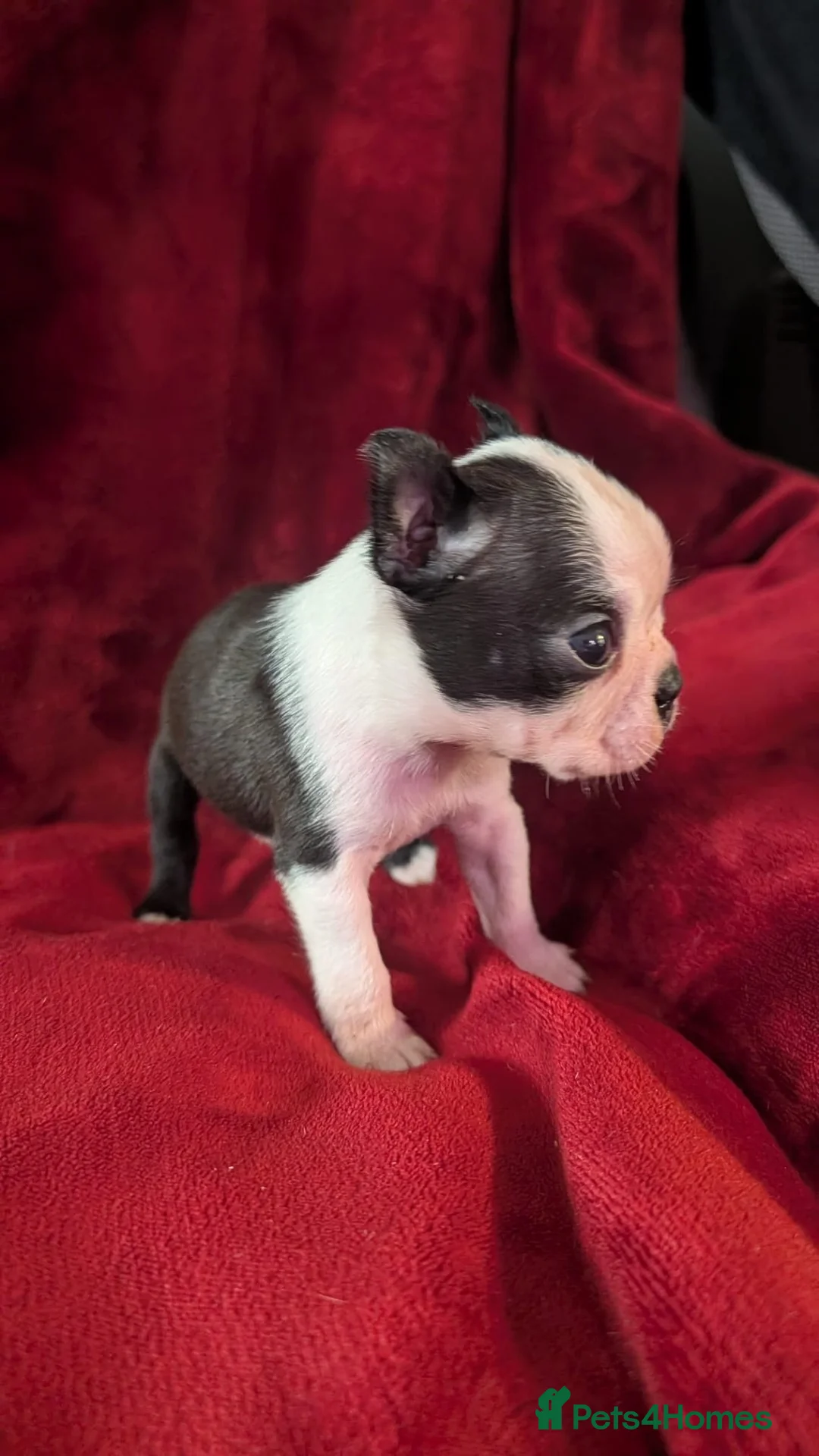 Boston Terrier dogs for sale: Boston Terriers for sale  - Advert 16