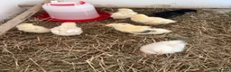 Chickens poultry for sale: Hybrid hens  - Advert 3