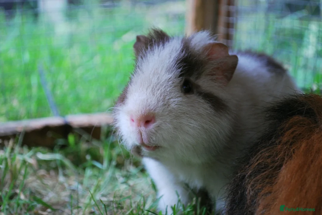 Guinea Pig rodents for sale: 2 x Male bonded pair  in Northampton - Advert 1