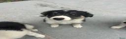 Mixed Breed dogs for sale: 🐾 Six Beautiful Welsh Border Collies 🐾 - Advert 21