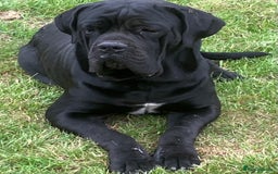 Cane Corso dogs for sale: Exceptional  - Image 24