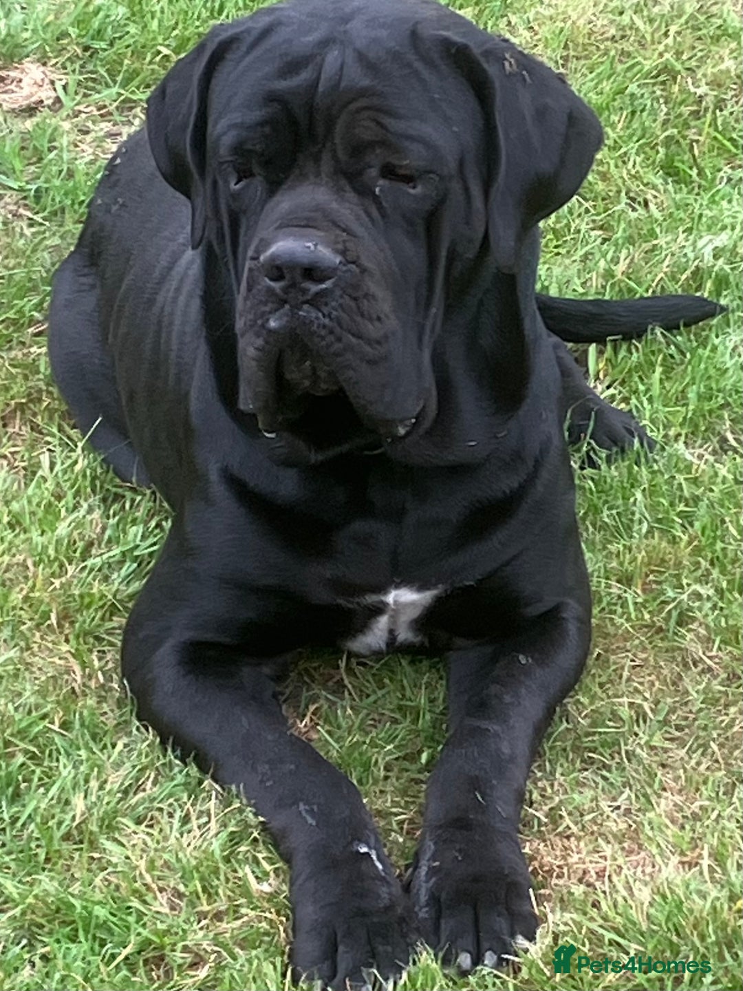 Cane Corso dogs for sale: Exceptional  - Image 24