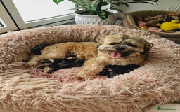 Lhasa Apso dogs for sale: Beauitiful Pure Breed Lhasa Apso - Image 1