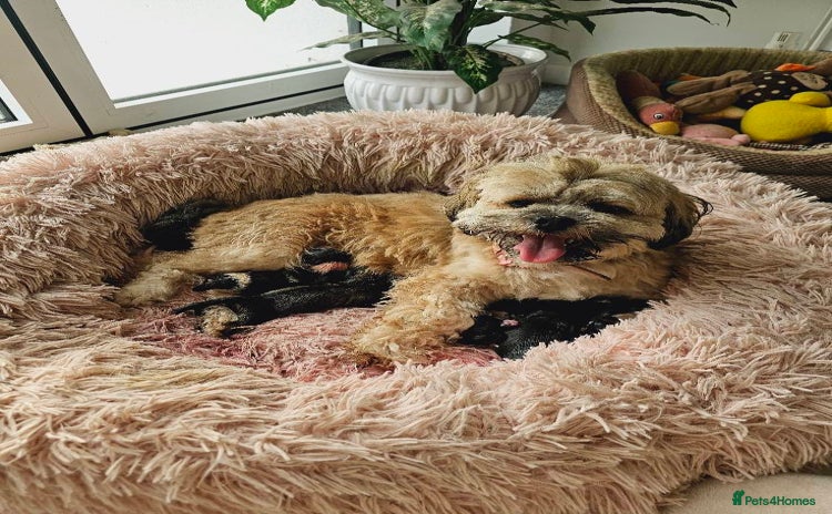 Lhasa Apso dogs - Advert 1