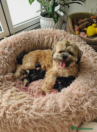 Lhasa Apso dogs - Advert 2