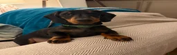 Dachshund dogs for sale: 🐾 Last Dachshund Puppy – Ready Now 🐾 - Advert 19