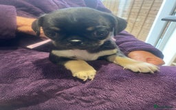 Pug dogs for sale: Merle pugs  - Advert 4