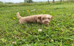Cockapoo dogs for sale: Beautiful Cockapoo Puppies  - Image 10