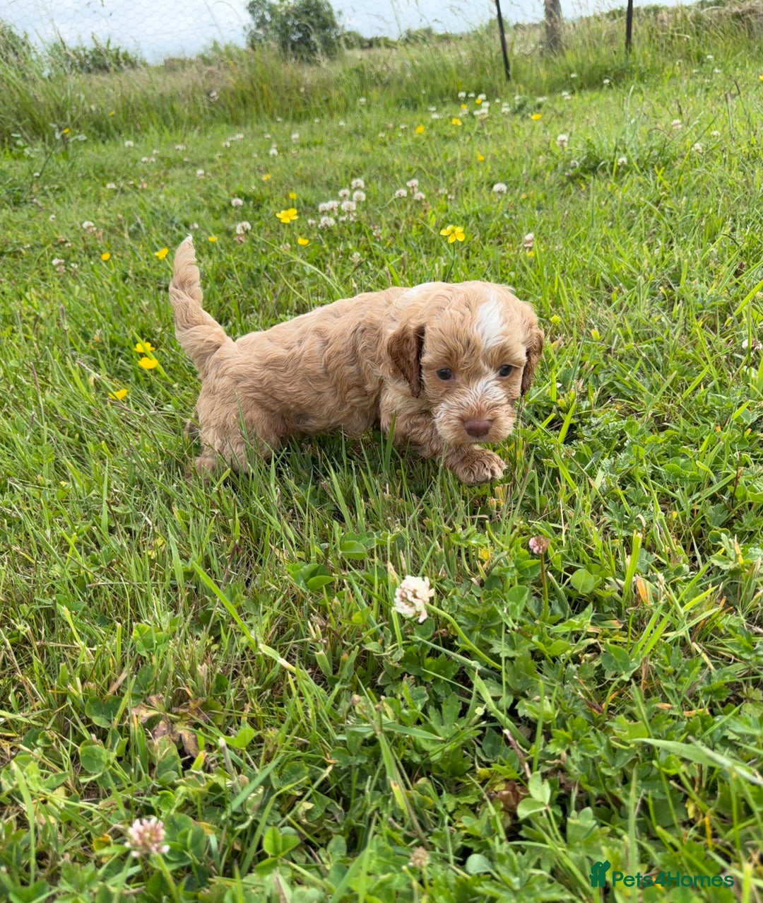 Cockapoo dogs for sale: Beautiful Cockapoo Puppies  - Image 10