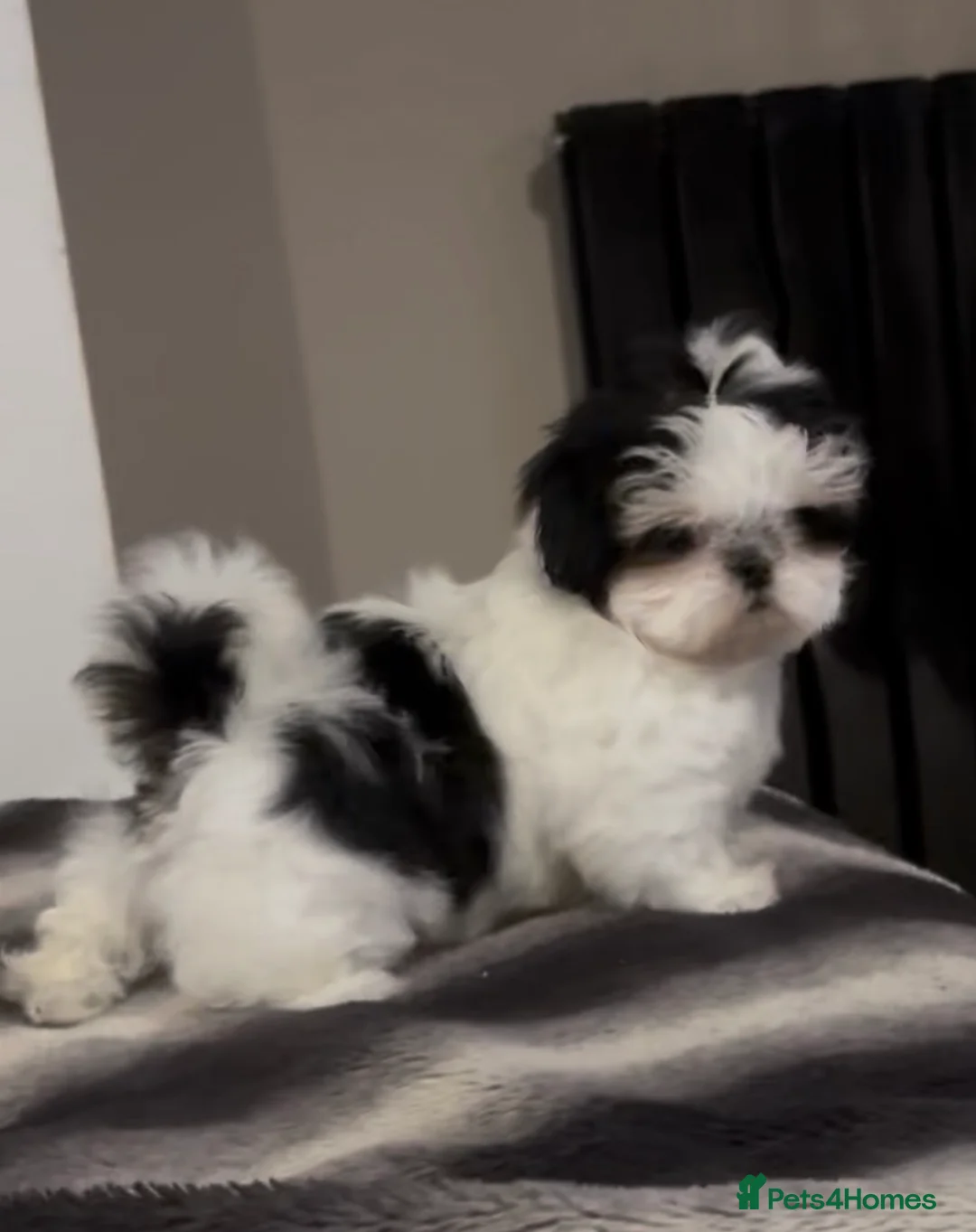 Shih Tzu dogs for sale: Tiny Imperials Karishishi Lines Ready To Rehome  - Advert 1