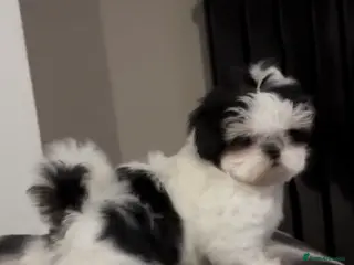 Shih Tzu dogs Tiny Imperials Karishishi Lines Ready To Rehome - Advert 5