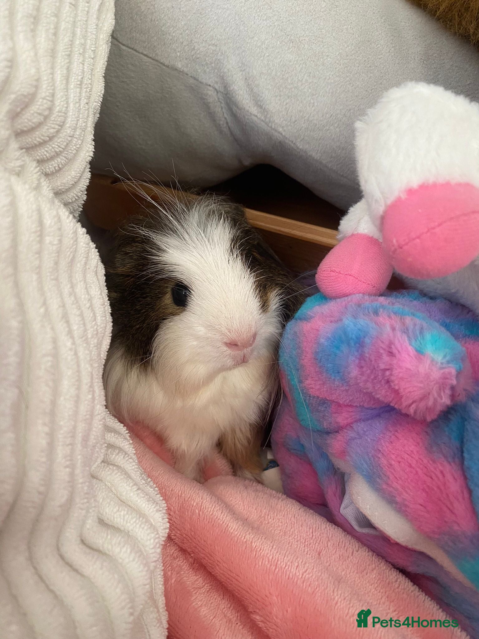 Guinea Pig rodents 2 guinea pigs  in Wallsend - Advert 7