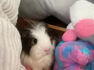 Guinea Pig rodents 2 guinea pigs in Wallsend - Advert 1