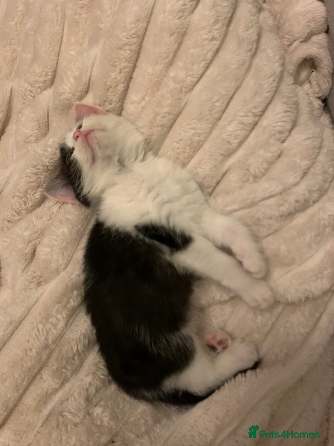 Mixed Breed cats for sale: 2 sweet girls - Advert 3