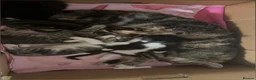 Mixed Breed cats for sale: Kittens  - Advert 8