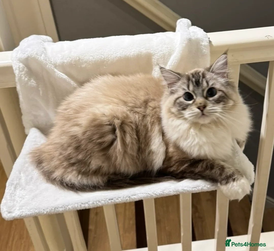 Ragdoll cats for sale: Female Ragdoll-Seal Mitted Lynx-2 years old - Advert 2