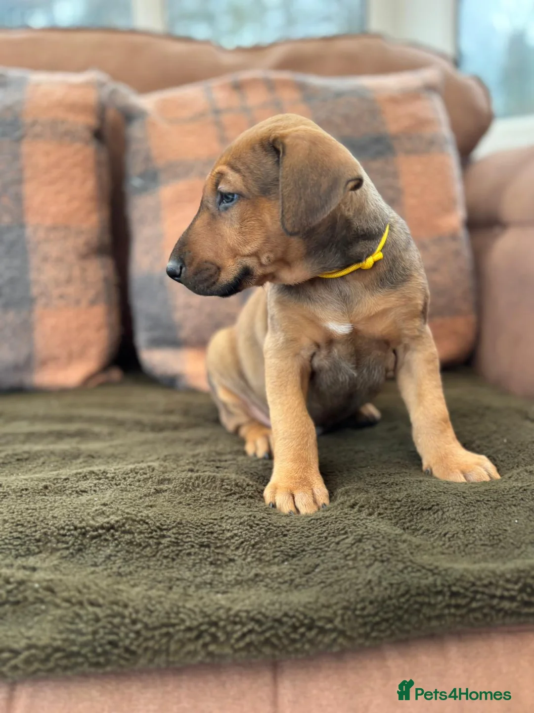 Mixed Breed dogs for sale: English bull terrier x European Doberman  - Advert 2