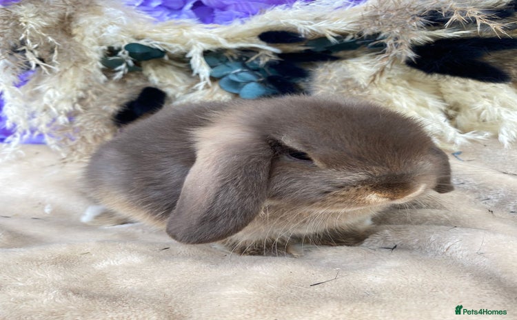 Mini Lop rabbits - Advert 6